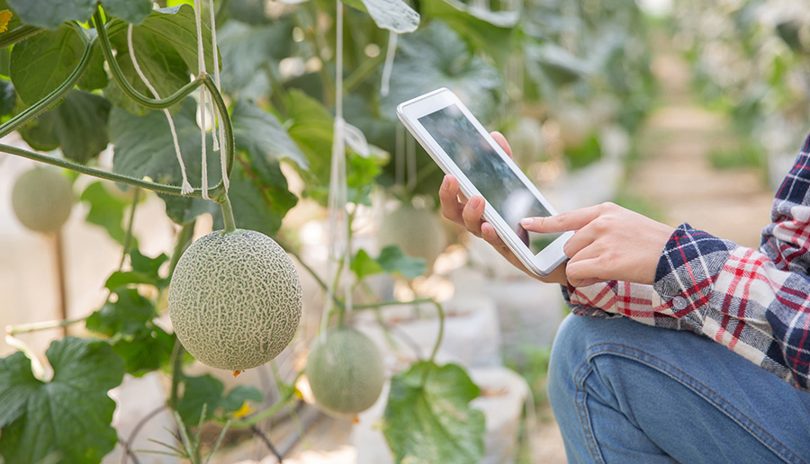 https://www.freepik.com/free-photo/farmer-with-tablet-working-organic-hydroponic-vegetable-garden-greenhouse-smart-agriculture-farm-sensor-technology-concept-farmer-hand-using-tablet-monitoring-temperature_4668770.htm