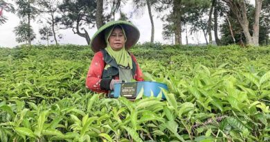 Mau Healing Sekalian Olahraga? Coba Tea Walk Ciater, Subang
